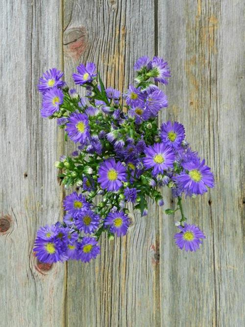 CARNIVAL  5 STEM BUNCH PURPLE ASTER